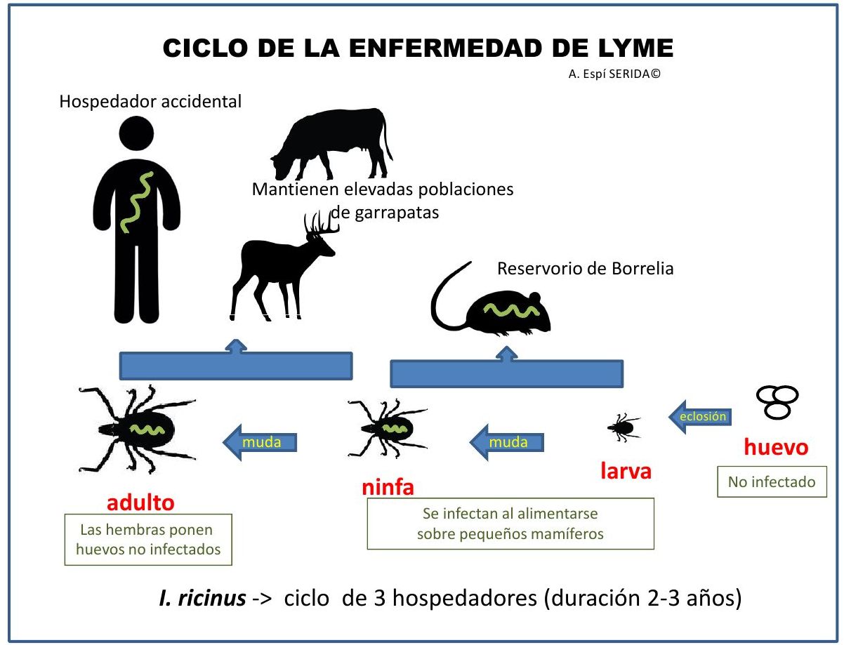 Ciclo enfermedad Lyme argentina